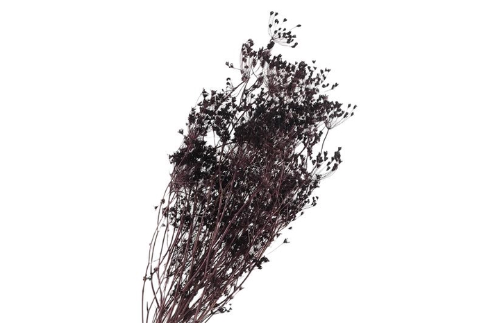Bupleurum Brown
