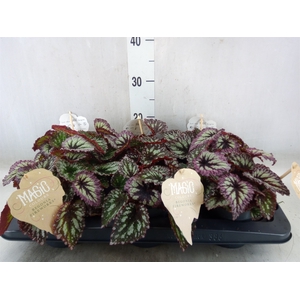 Begonia BD   ...