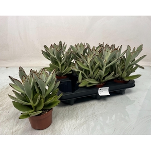 KALANCHOE TOMENTOSA