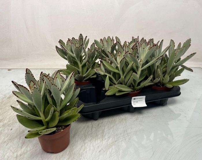 <h4>KALANCHOE TOMENTOSA</h4>