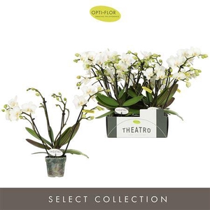 Theatro Funk 4 spike