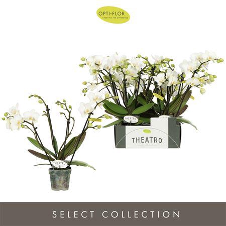 <h4>Theatro Funk 4 spike</h4>