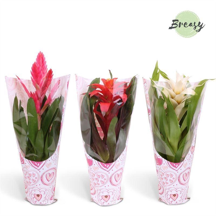 <h4>BROMELIA GEM</h4>