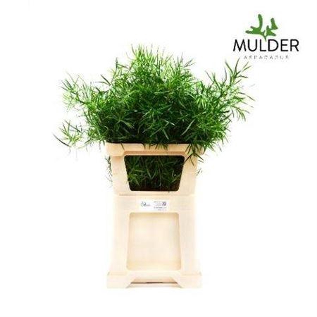 <h4>Asp Falcatus</h4>