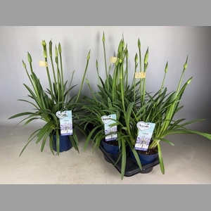 AGAPA AMOURETTE SUPE