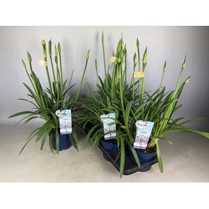 AGAPA AMOURETTE SUPE