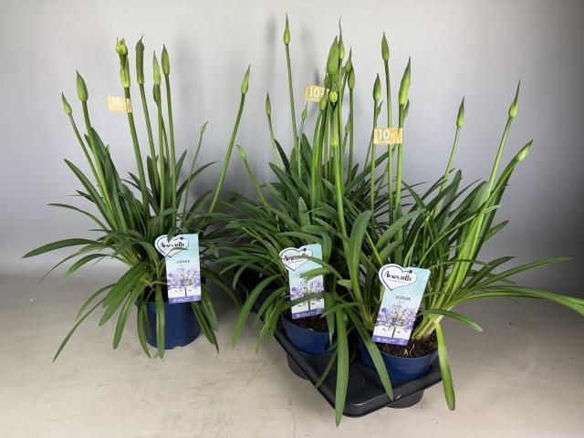 <h4>AGAPA AMOURETTE SUPE</h4>