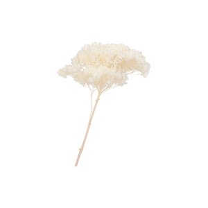 Dry Bleached Hortensia Prepared 7x33cm