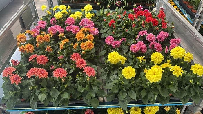 <h4>DAHLIA ROYAL GEM</h4>