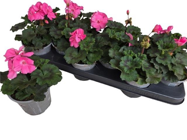 <h4>PEL ZON TOSC HANNA</h4>