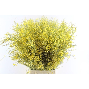 Ginster Yellow 400 Gram