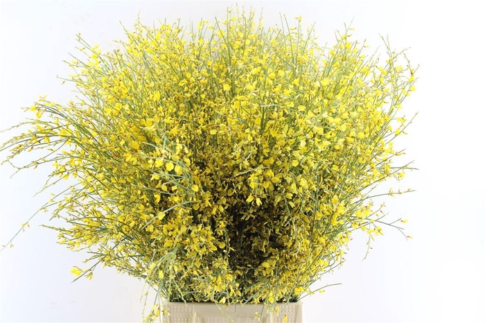 <h4>Ginster Yellow 400 Gram</h4>