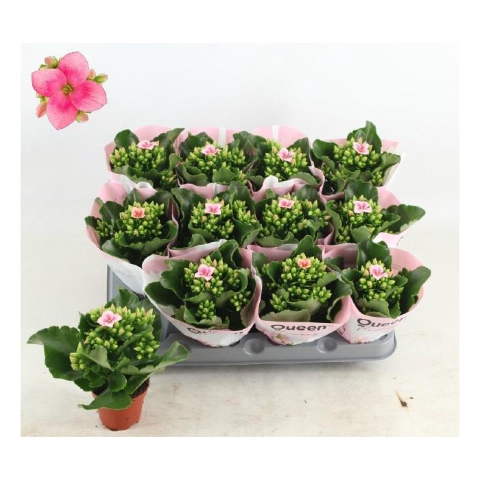 <h4>KAL EN EF OAKLEY</h4>