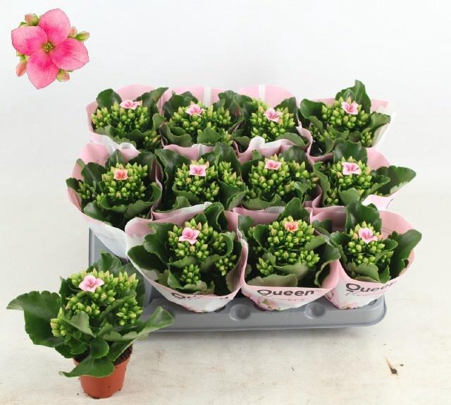 <h4>KAL EN EF OAKLEY</h4>