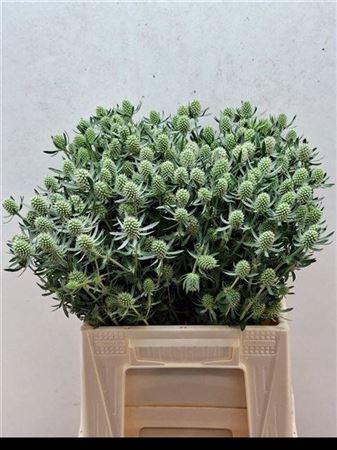 <h4>Eryn White Glitter</h4>