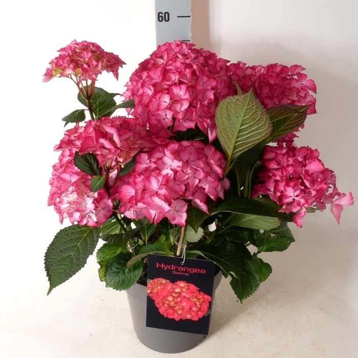 <h4>HYDR M DUTCH L SELMA</h4>