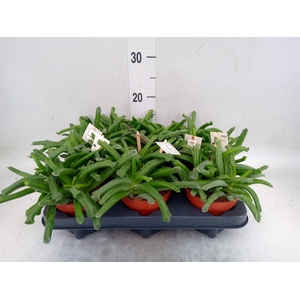 Cotyledon  'Elephants Trunk'