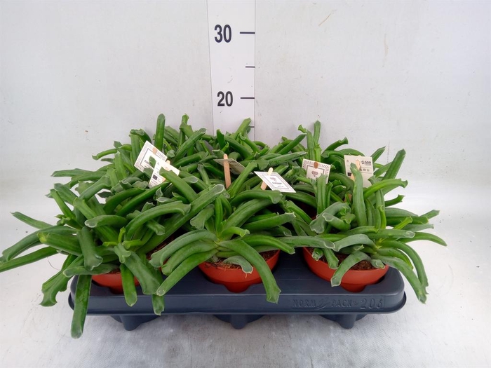 <h4>Cotyledon  'Elephants Trunk'</h4>