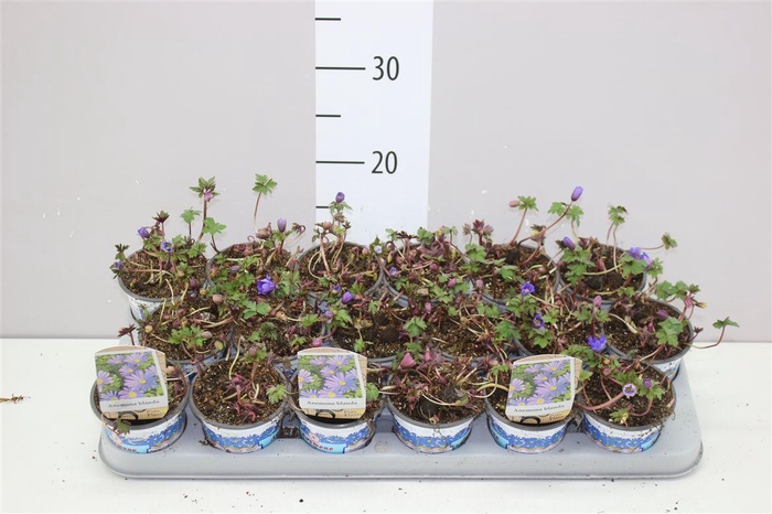 <h4>Anemone Bl Blue Shades</h4>