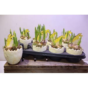 Arr Tete In Half Ei Keramiek