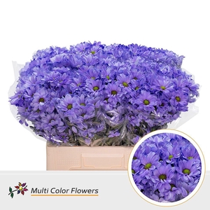 Chr. Tr 'Kennedy' DYED Lavender