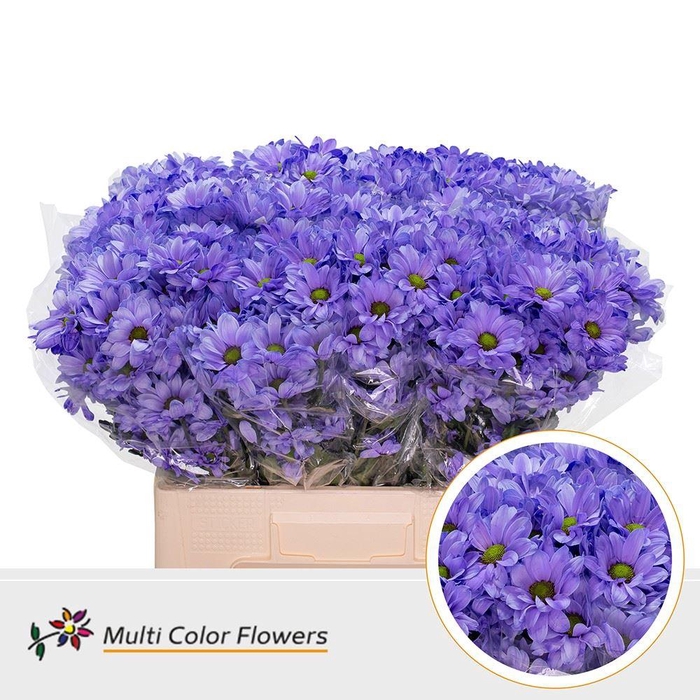 <h4>Chr. Tr 'Kennedy' DYED Lavender</h4>