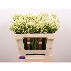 Agapanthus Gletsjer Kenia Marginpar
