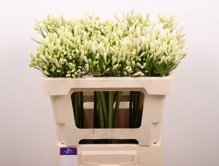 <h4>Agapanthus Gletsjer Kenia Marginpar</h4>