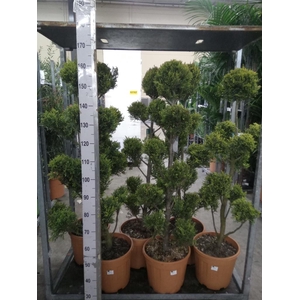 xCupressocyparis ley.   ...