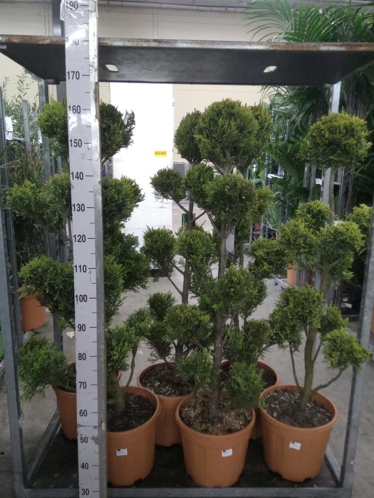 <h4>xCupressocyparis ley.   ...</h4>