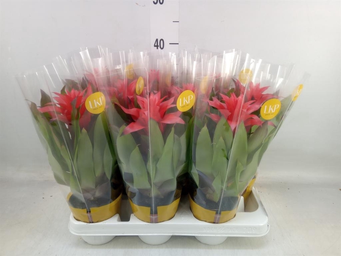 <h4>Guzmania  'Lorena'</h4>