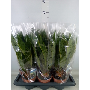 Cycas revoluta