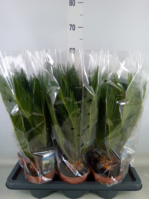 <h4>Cycas revoluta</h4>