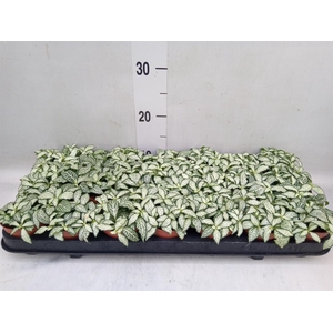 Fittonia  'Mosaic White Forest Fla'