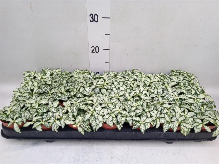<h4>Fittonia  'Mosaic White Forest Fla'</h4>