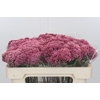 Ozothamnus Booming Pink