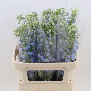 Delphinium Single Sky Waltz