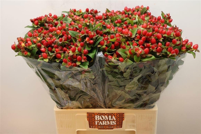 <h4>HYP MAG TRIUMPH</h4>