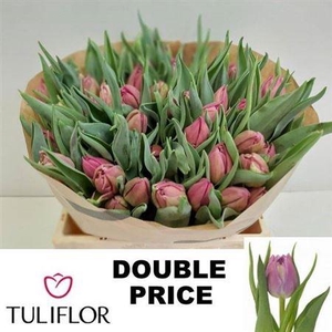 Tu Du Double Price