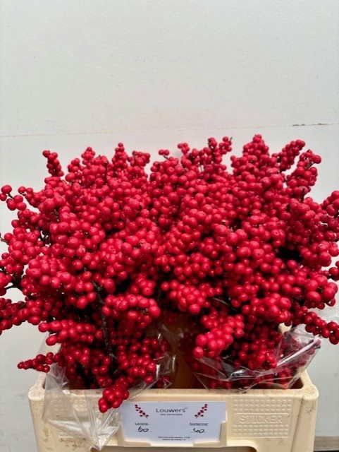 <h4>ILEX VE RODE BES</h4>