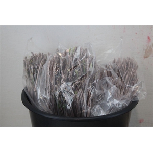 Dennen Naalden Champagne