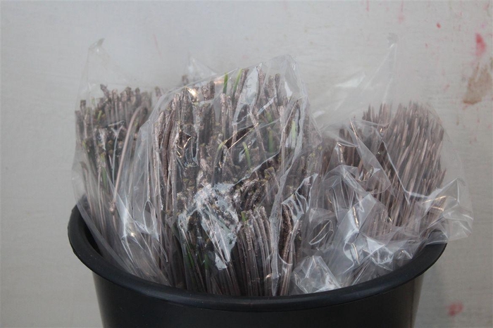 <h4>Dennen Naalden Champagne</h4>