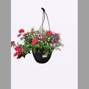 Perkplanten   ...mix /pot [Bedding]