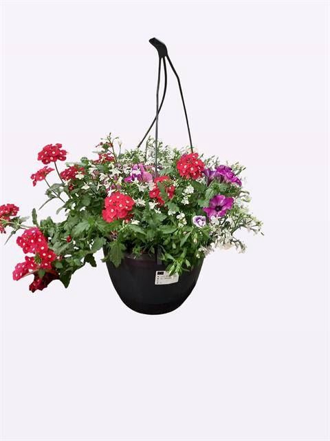 <h4>Perkplanten   ...mix /pot [Bedding]</h4>