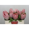 Protea Cynaroides