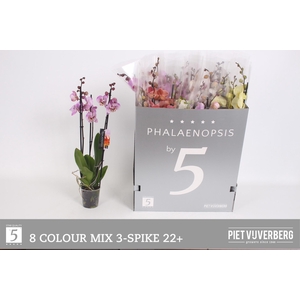 PHAL GEM 8 KL