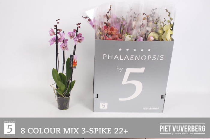 <h4>PHAL GEM 8 KL</h4>