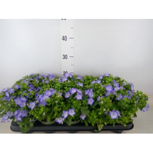 Campanula  'Fancy Mee'