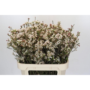 Chamelaucium Tal White