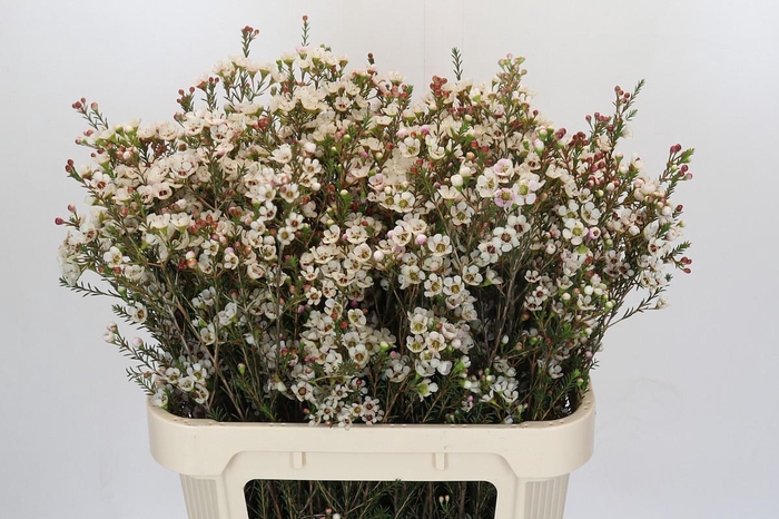 <h4>Chamelaucium Tal White</h4>